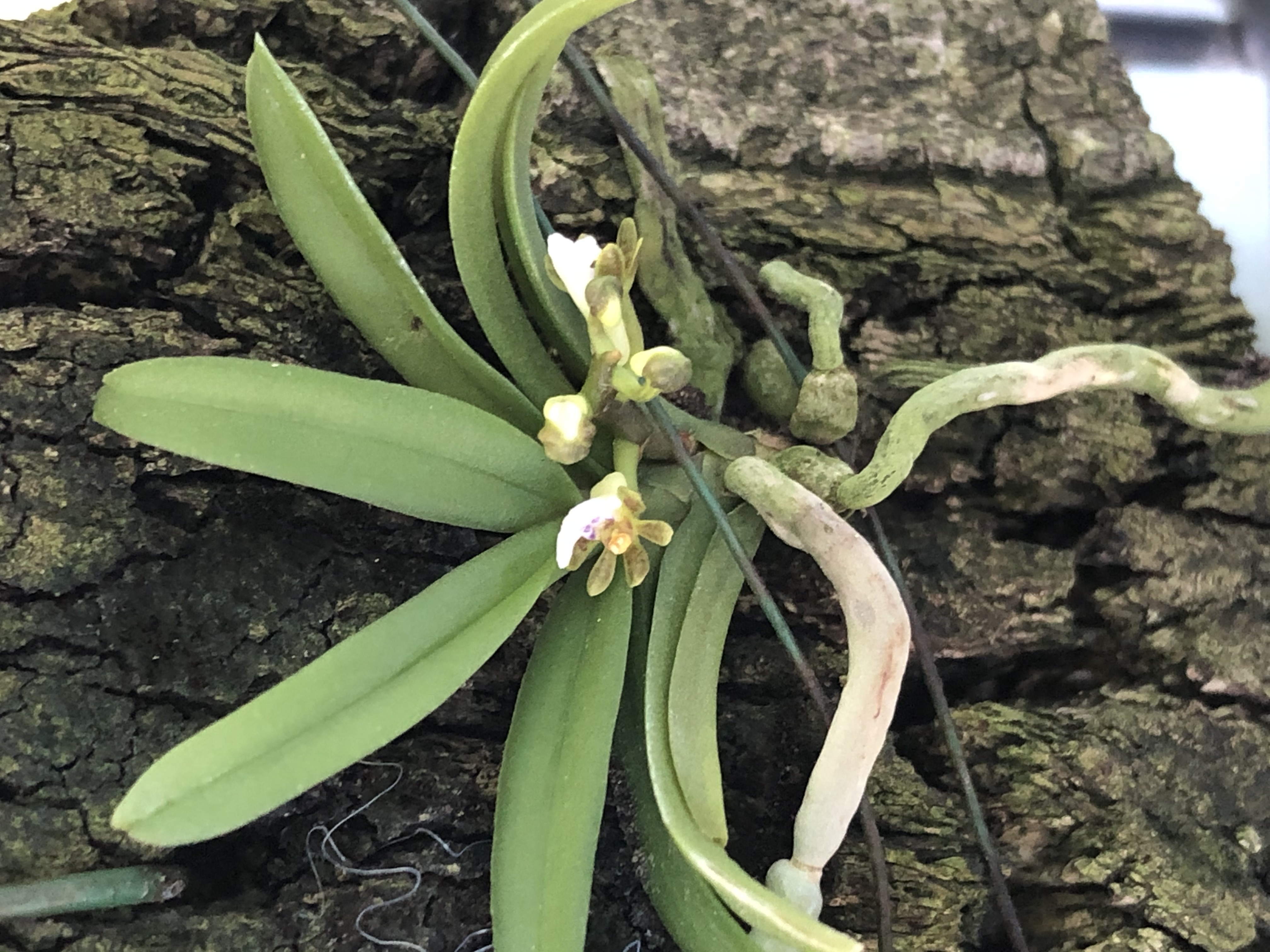 http://www.cloudjungle.com/cloudjungle/orchidaceae/trichoglottis/trichoglottis triflora.jpeg